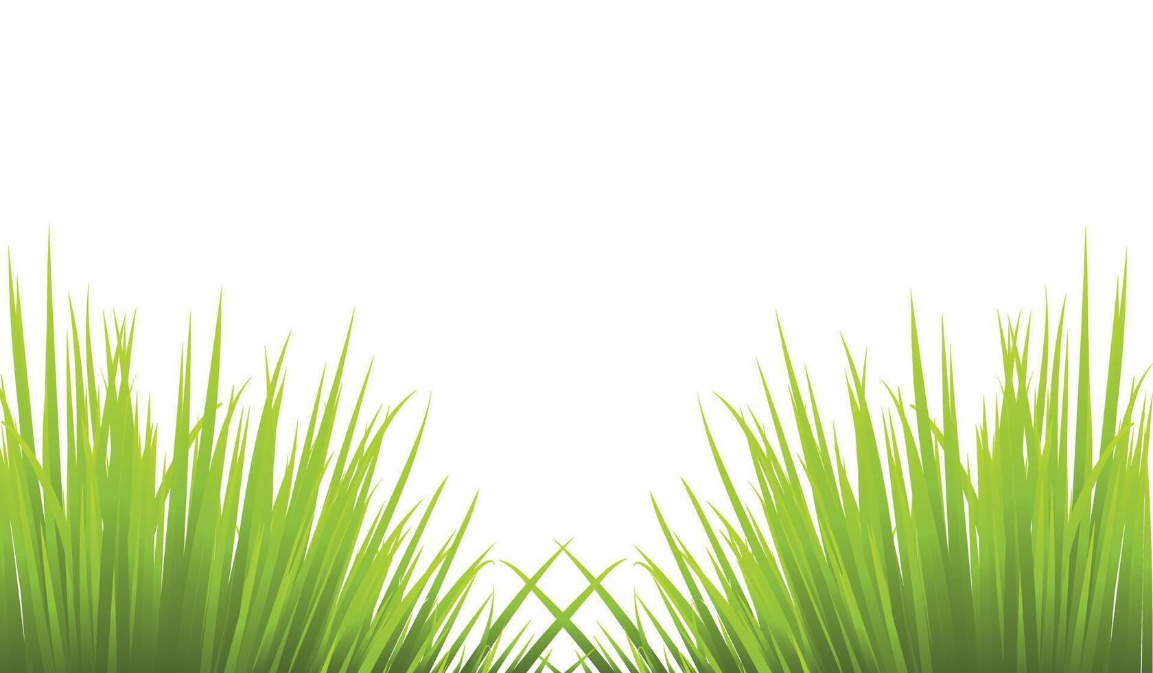 Fresh Green Grass Isolated on White Background vector