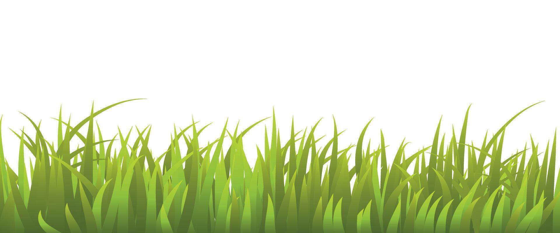 Fresh Green Grass Isolated on White Background vector