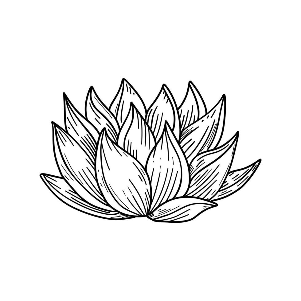 A hand-drawn lotus succulent sketch, perfect for zen decor or meditation spaces. Minimalist and botanical design for a serene and calming atmosphere vector