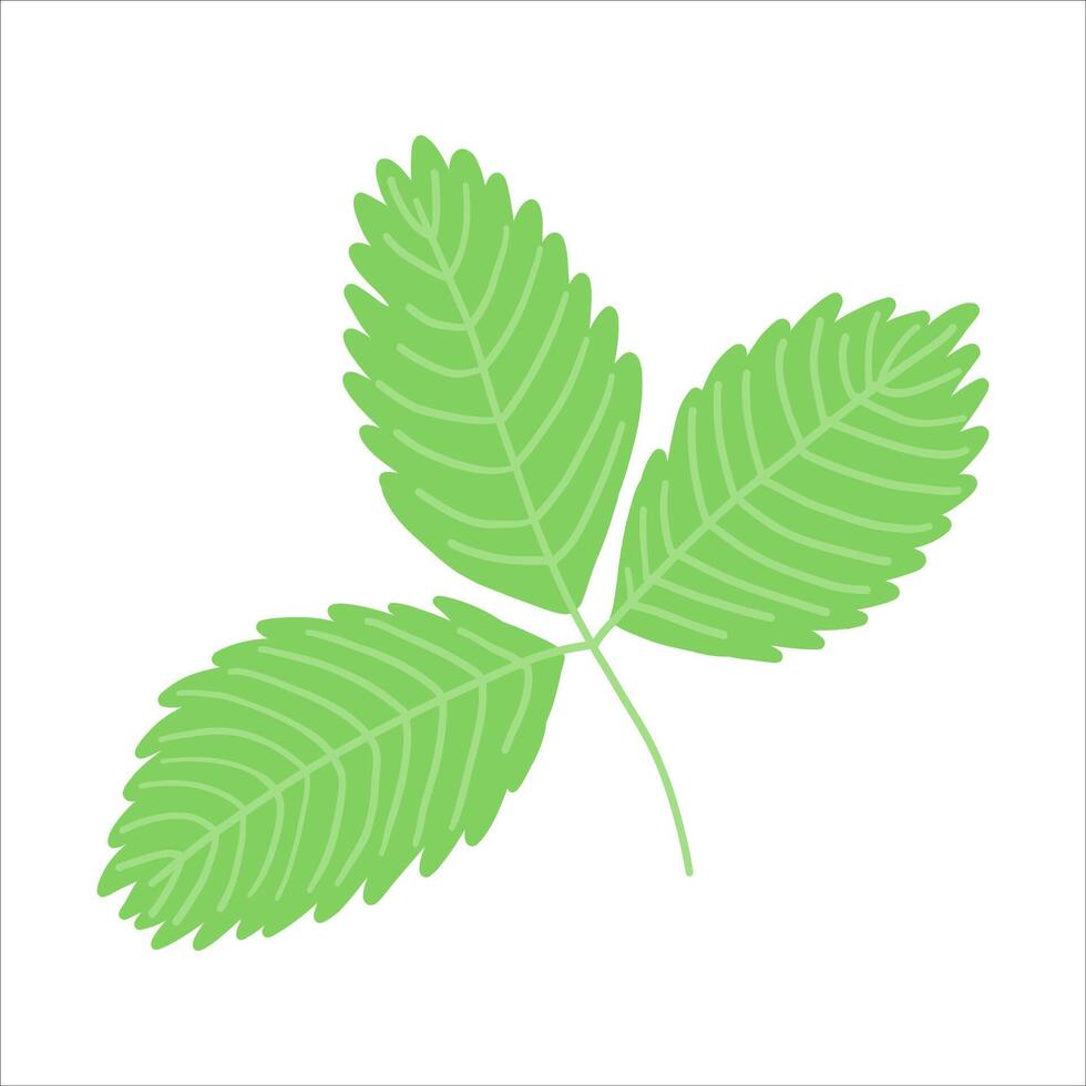 Fresh, green strawberry, mint, melissa leaf trio illustration in a clean, simple style. Ideal for nature-themed projects, healthy living content, or eco-conscious decor vector