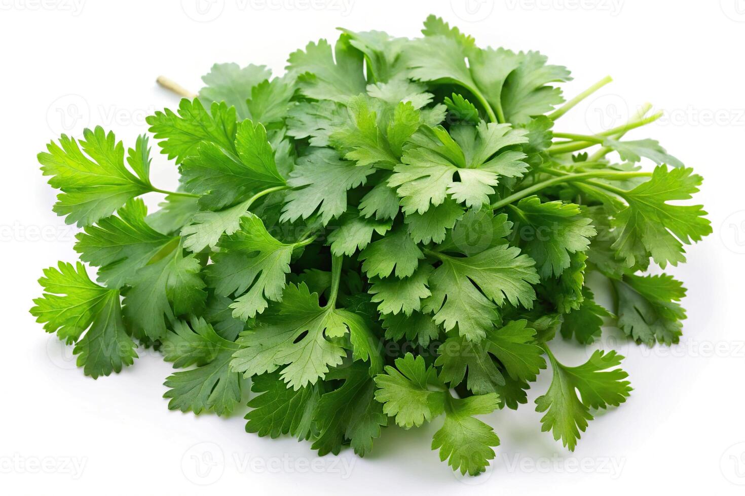 Coriander leaves isolated on white background in fisheye perspective photo