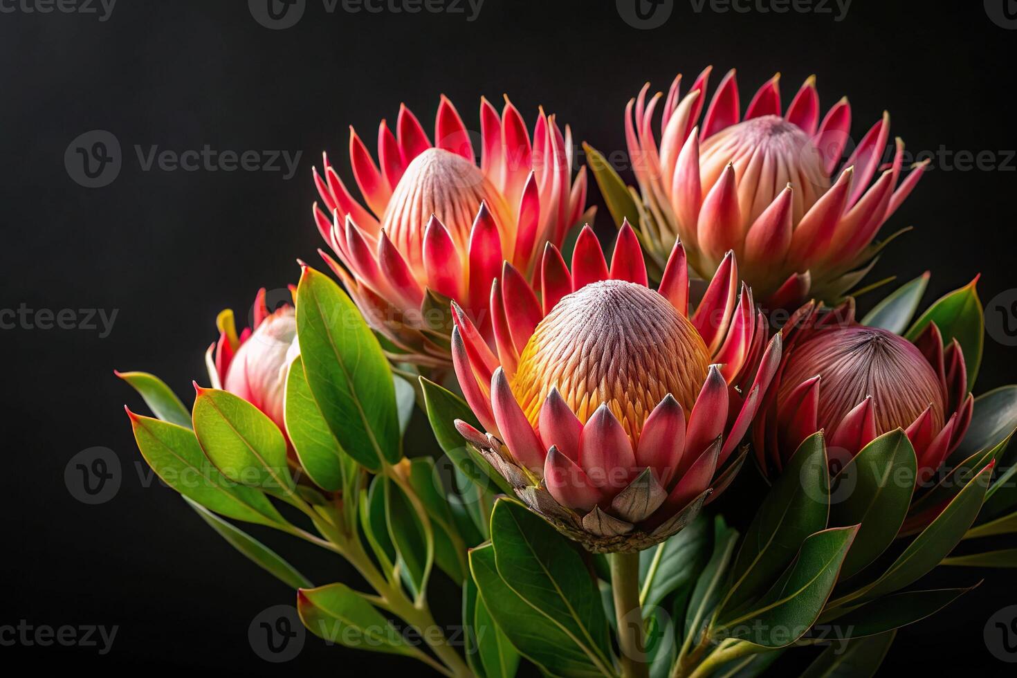 Elegant close-up of Protea flowers on black background photo