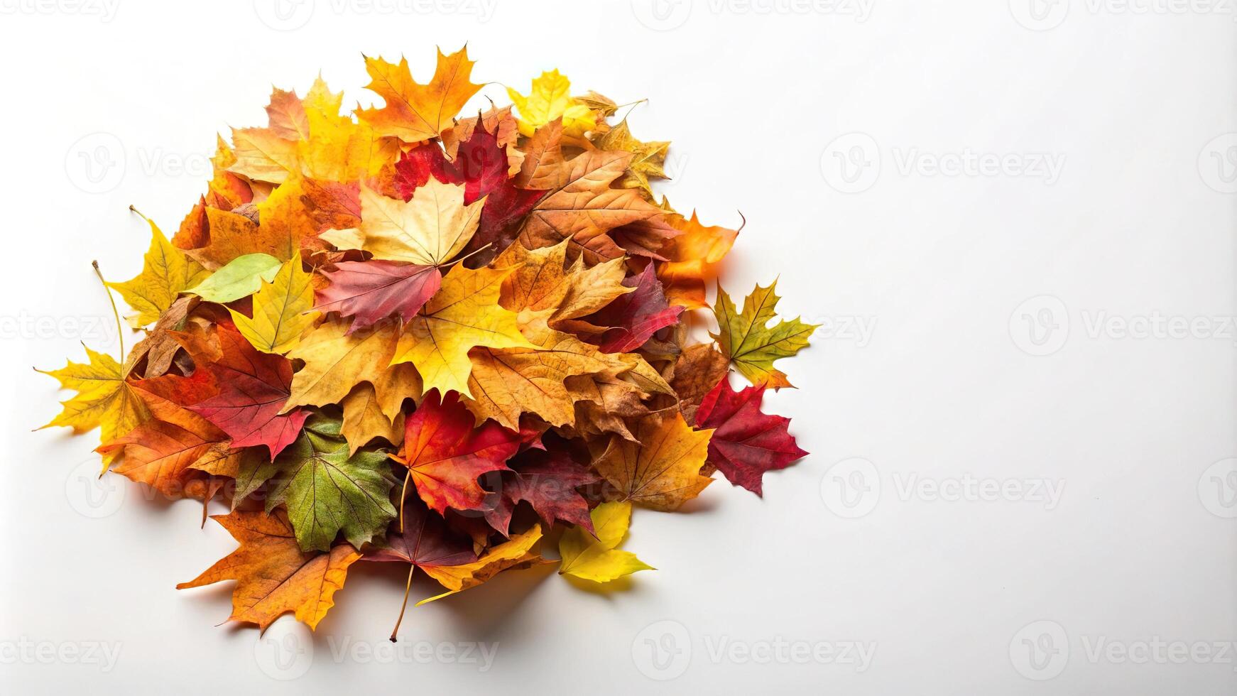 Colorful autumn leaves on white background photo
