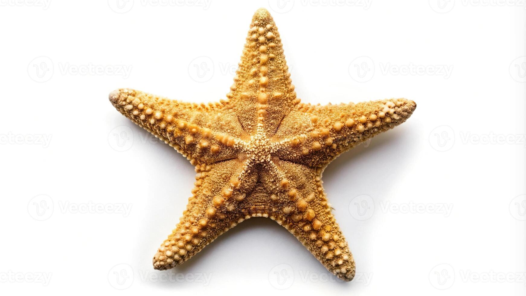 Detailed and raised starfish isolated on white background bird eye view photo