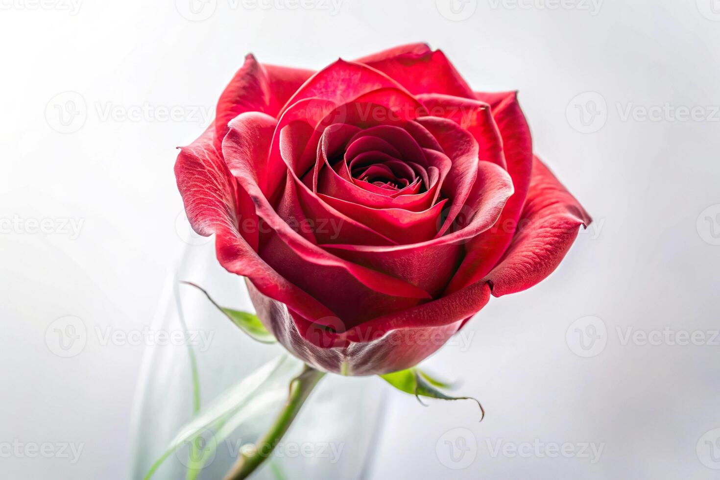 Delicate translucent red rose on white background close-up photo