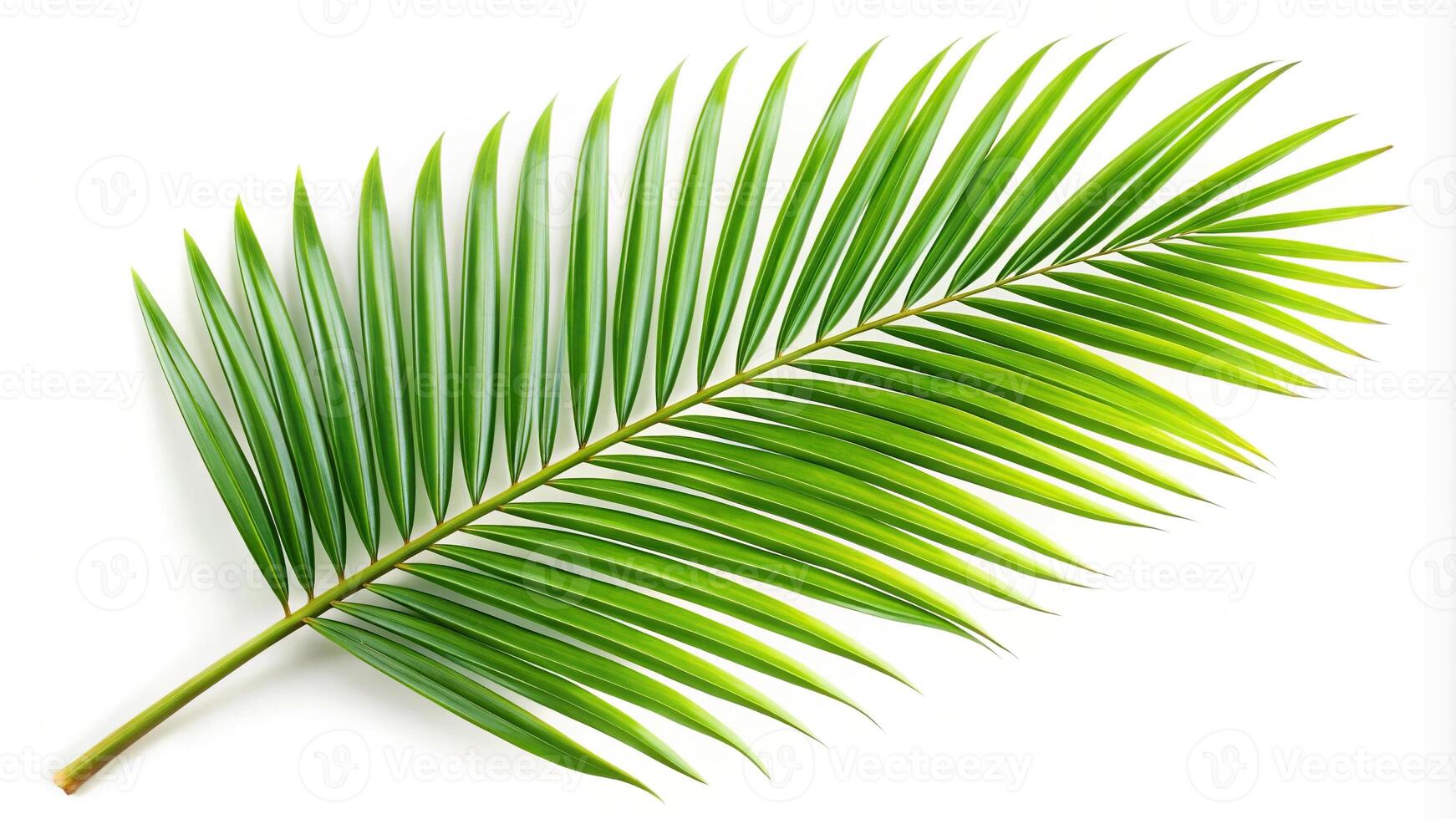 Depth of field palm branch border isolated on white background photo