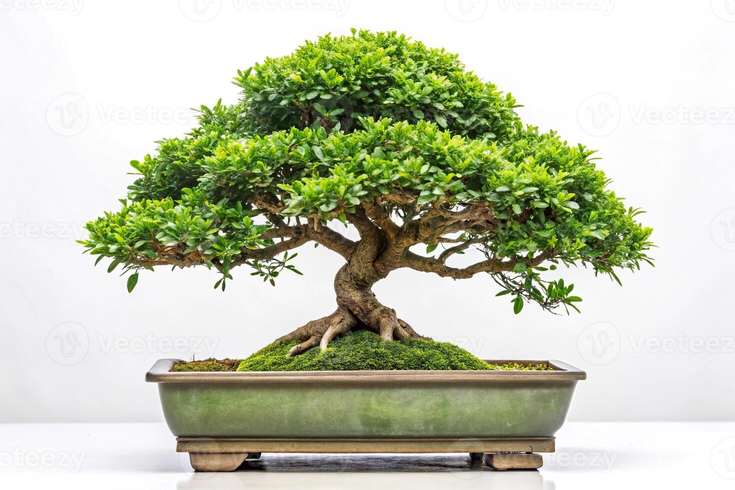 Depth of Field Serissa foetida or chinese box bonsai over white background photo