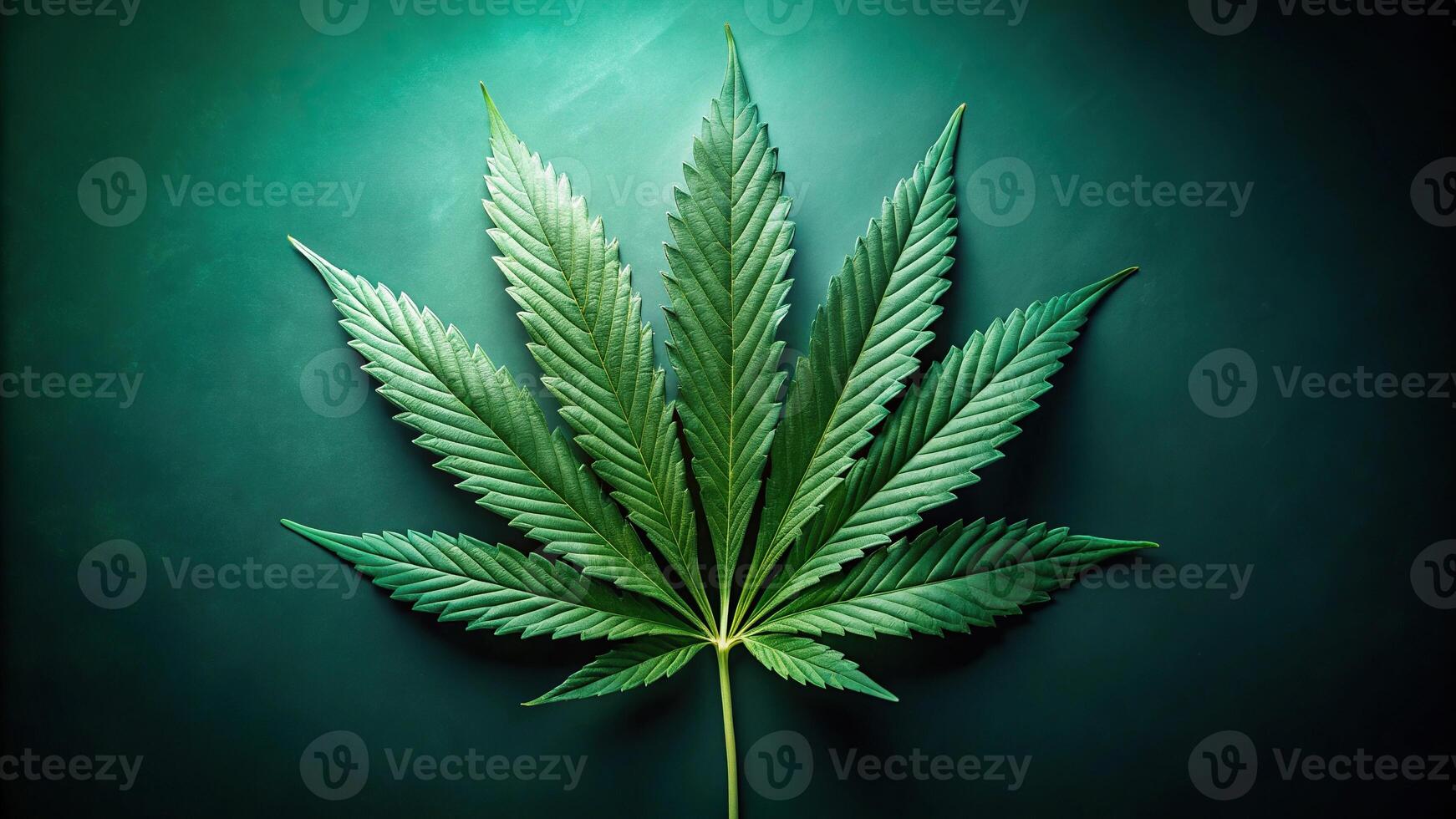 Dark green cannabis plant leaf on symmetrical background photo