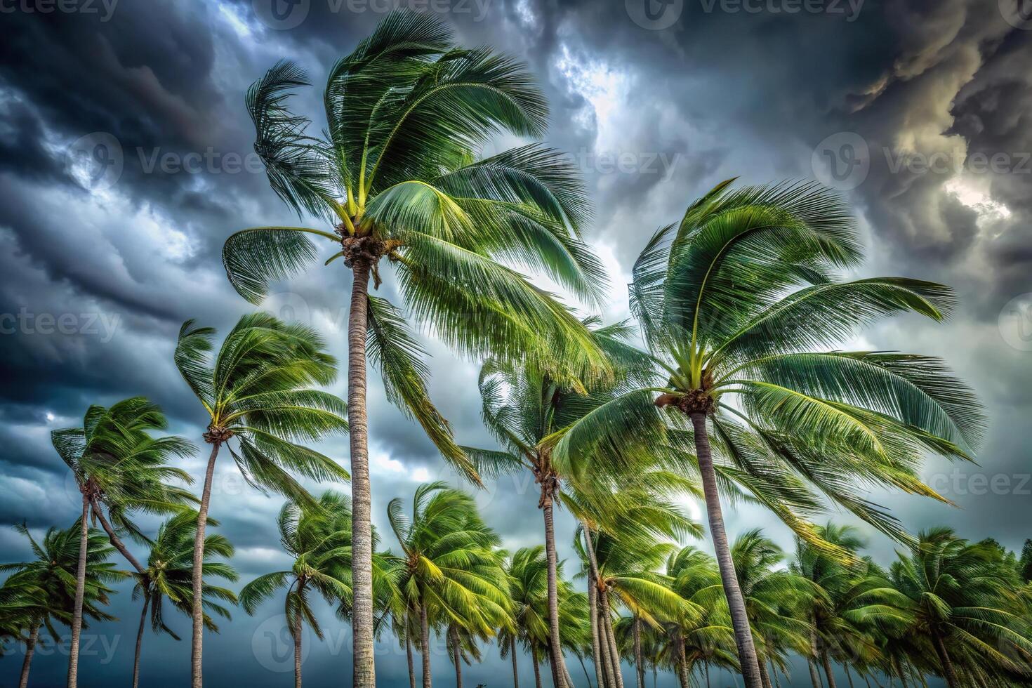 Cyclone swirling palm trees in stormy rainy season in tropics photo