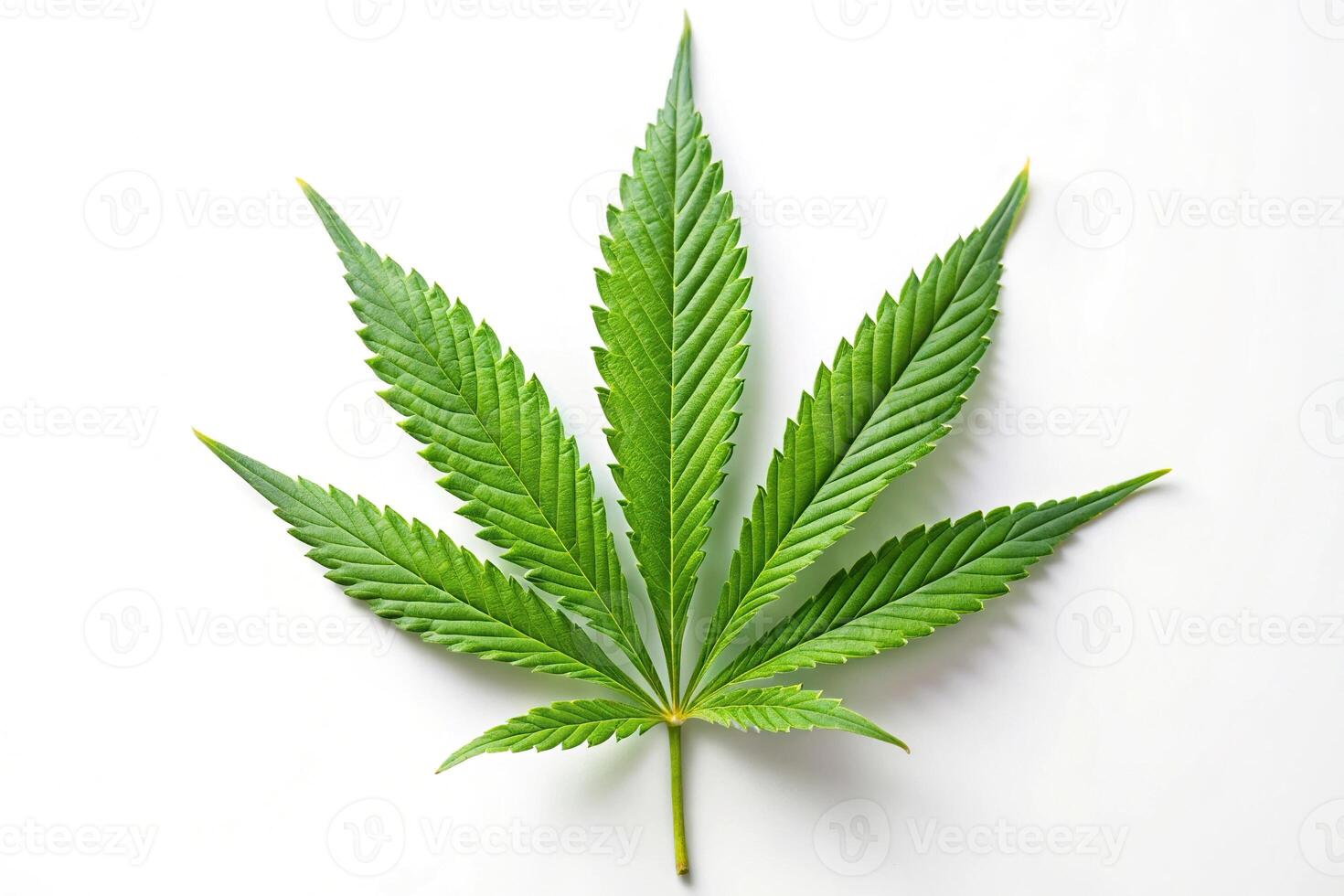 Low angle view of marijuana leaf isolated on white background photo
