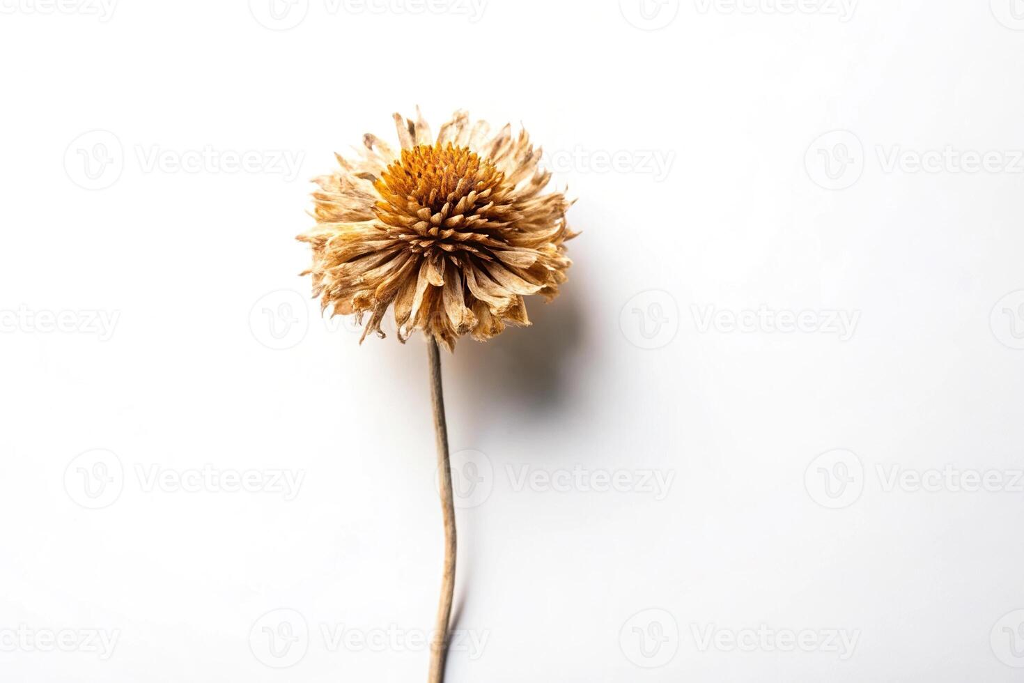 Macro shot of a single dried wild flower on white background photo