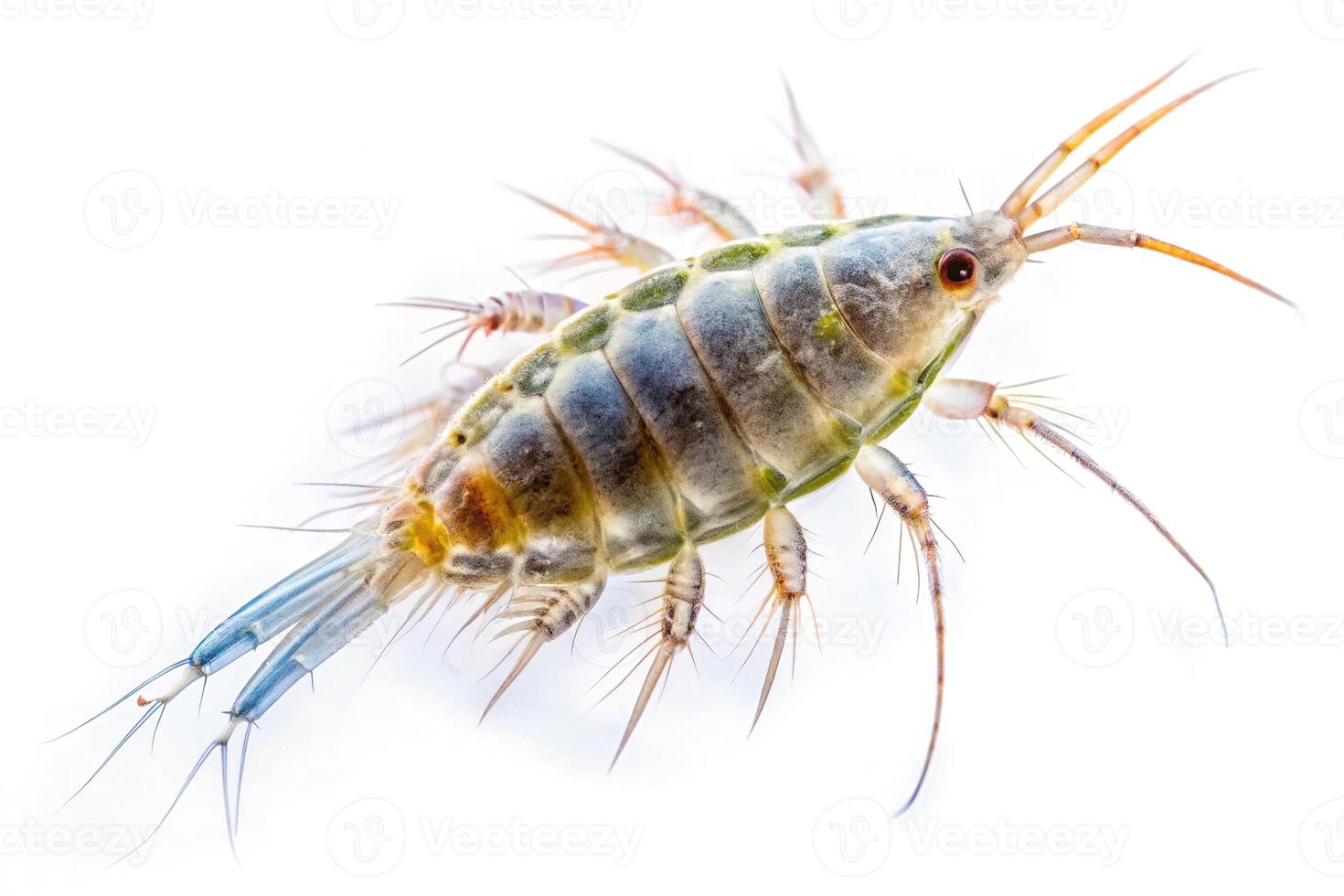 Marine planktonic copepod isolated on white forced perspective photo
