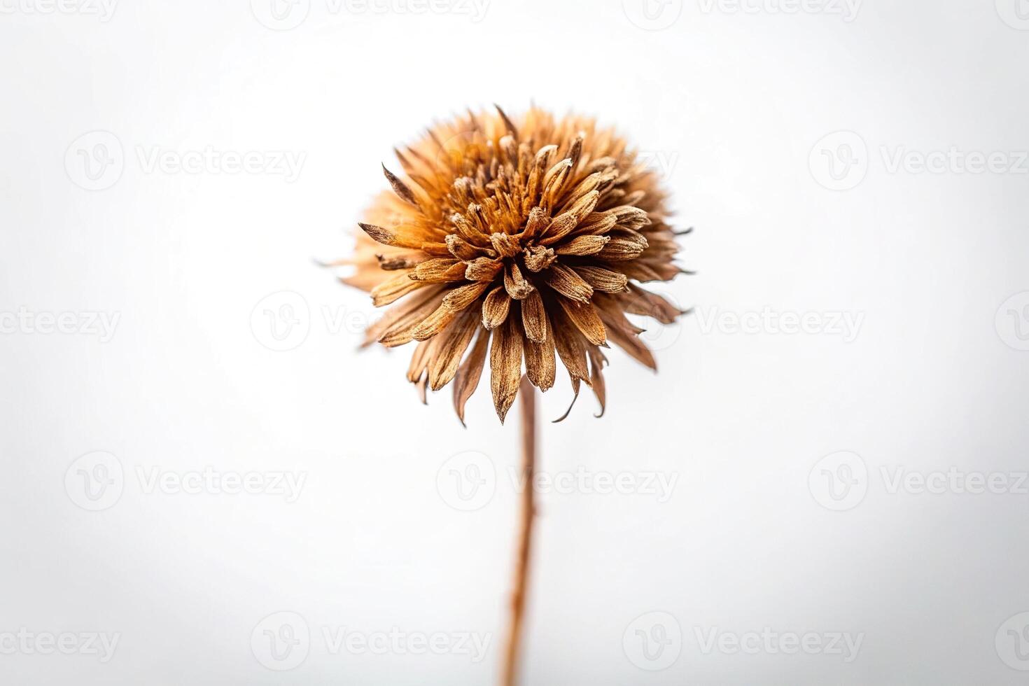 Macro shot of a single dried wild flower against a white background photo