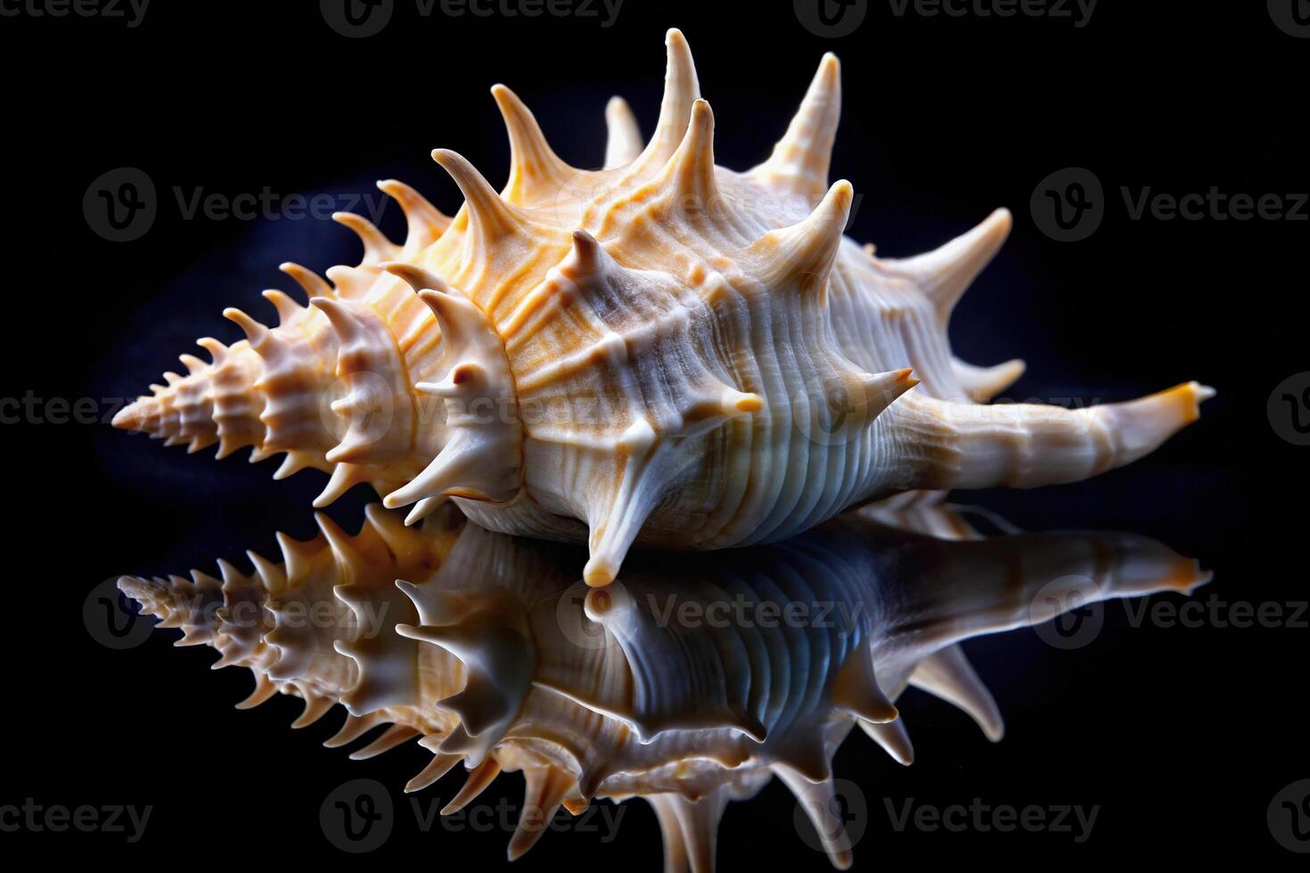 Marine white shell with spikes against black background, forced perspective photo