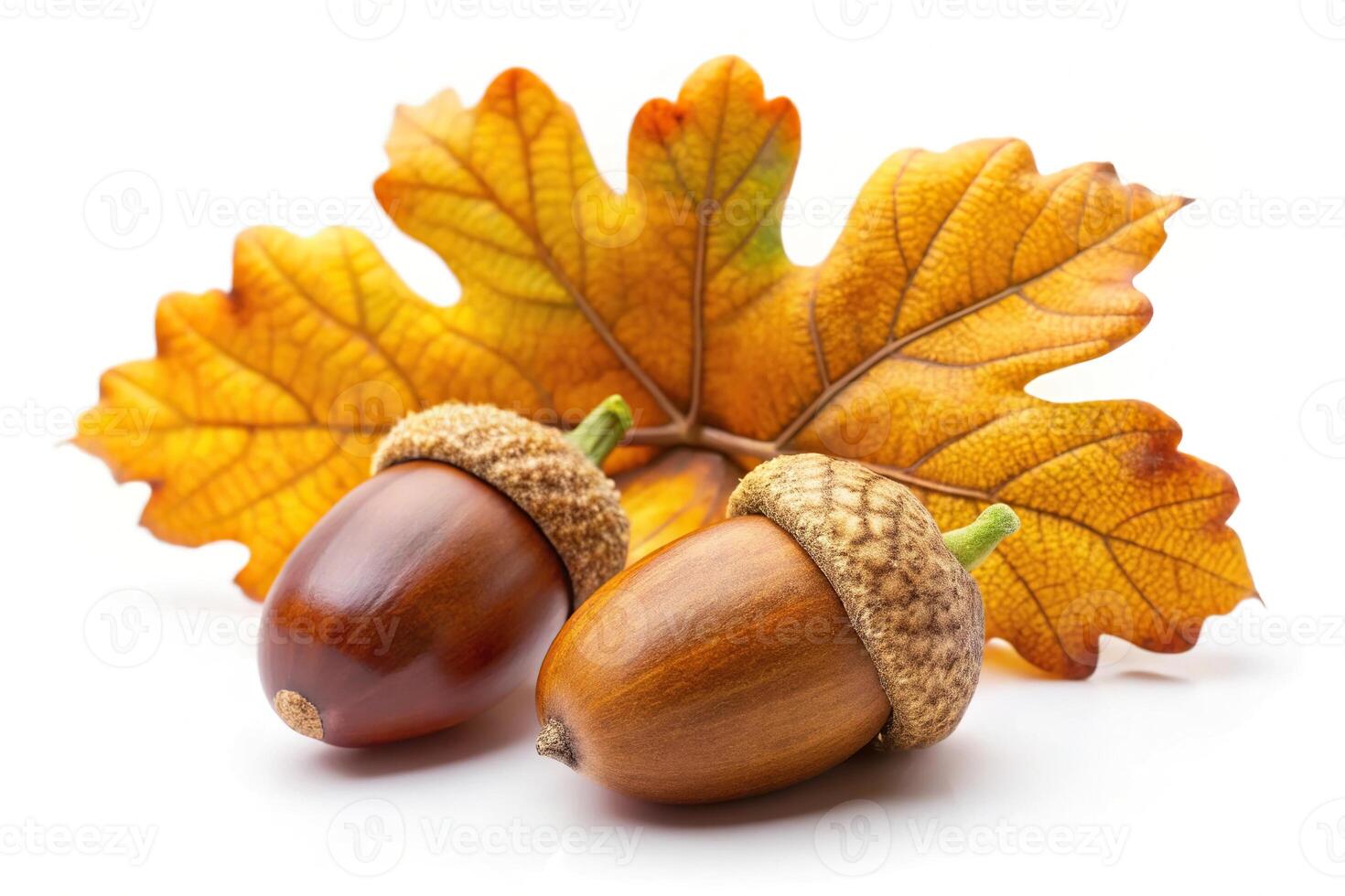 Macro image of a ripe acorn and three oak leaves on a white background photo