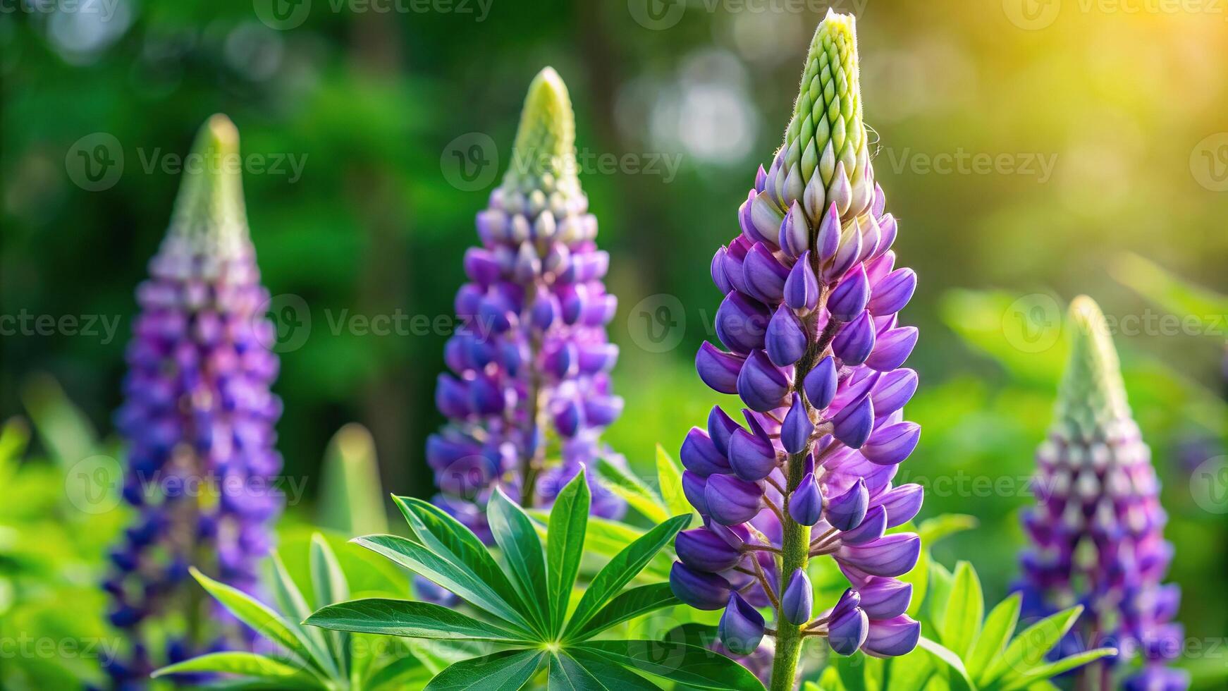 Medium shot of lupine inflorescence photo