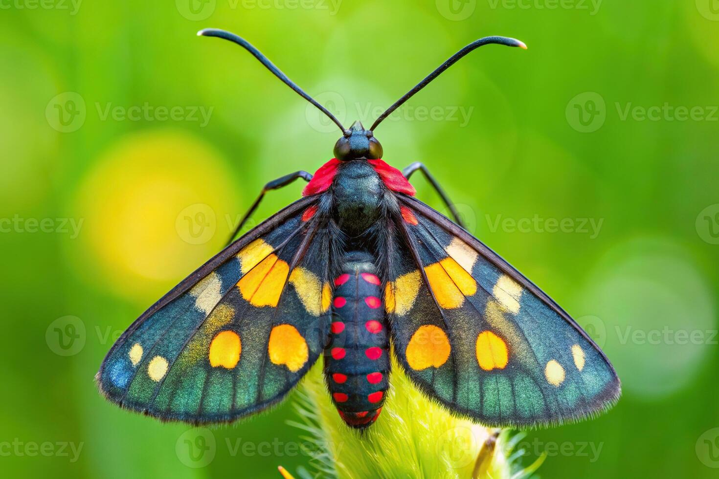 Macro shot of a nine spotted moth or yellow belted burnet insect on a plant photo