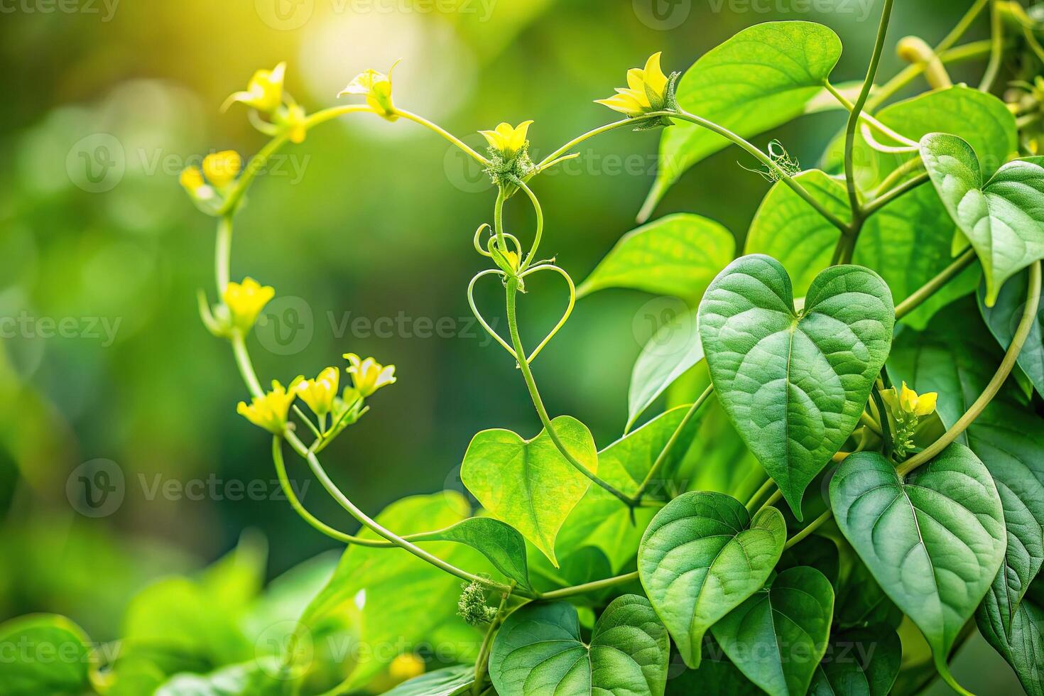 Macro close-up of twisted jungle vines liana plant with heart shaped green leaves and flowers photo