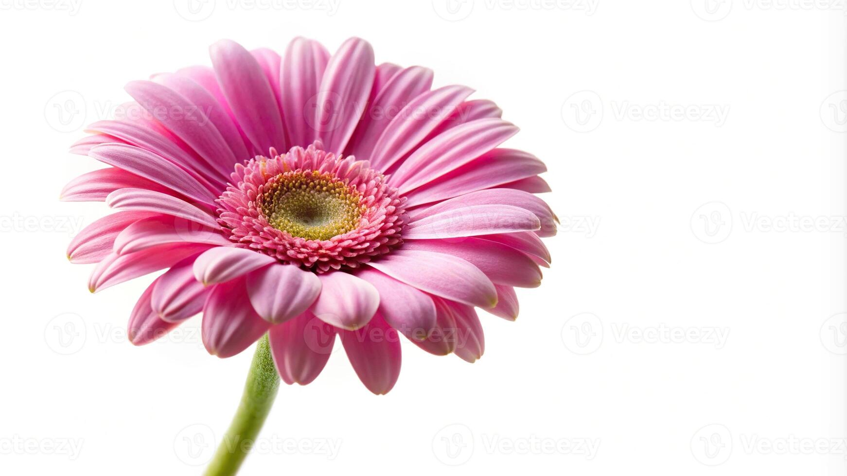 Pink marguerite daisy flower isolated on white background, Worm's Eye View photo