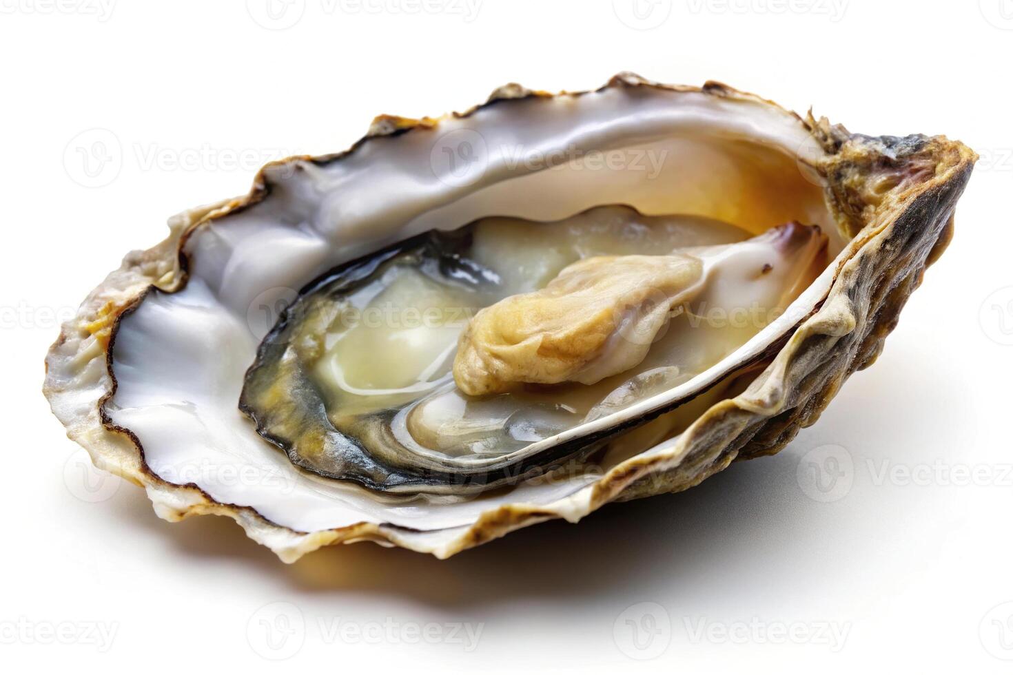 Panoramic view of fresh oysters and seafood on a white background photo