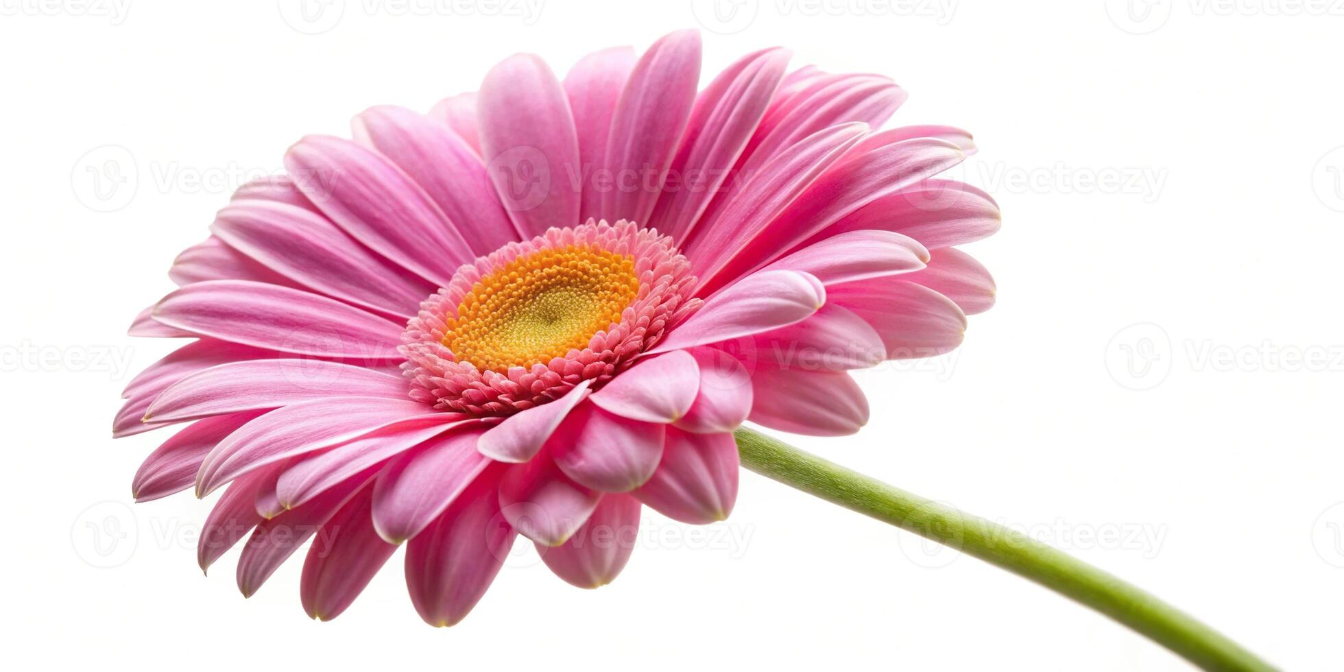 Pink marguerite daisy flower on white background with tilted angle photo