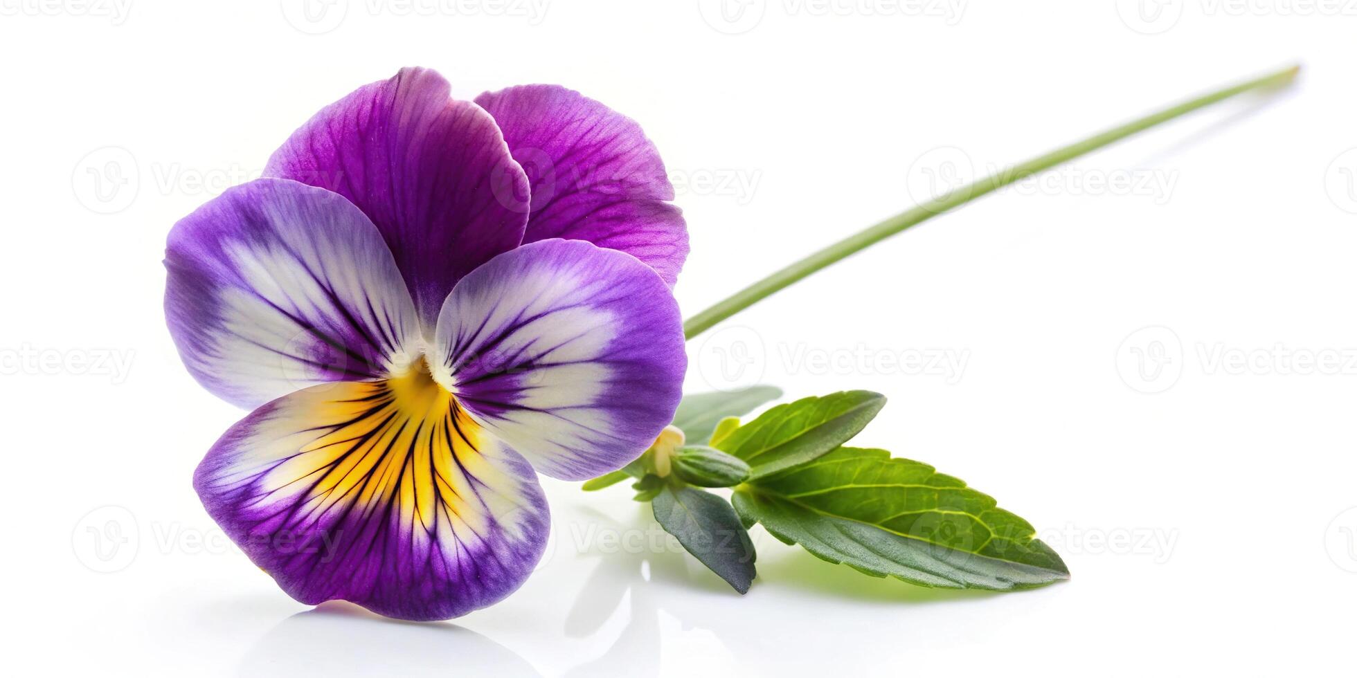 Pansy flower on white background in fisheye perspective photo