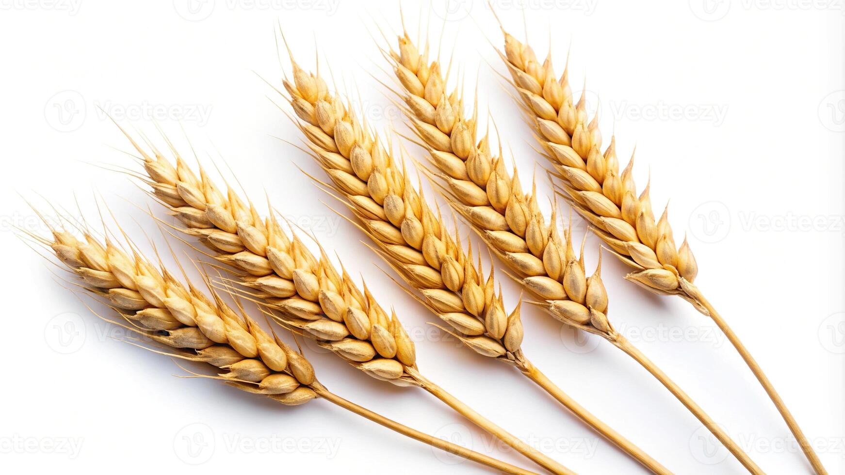 Panoramic view of three wheat spikelets isolated on white background photo