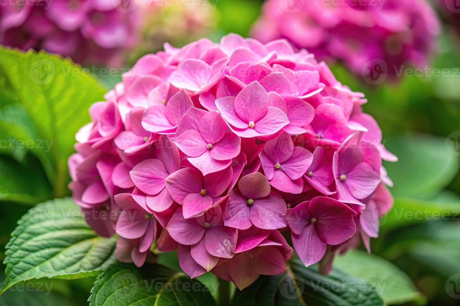 Pink Hydrangea Macrophylla flower reflected in water photo