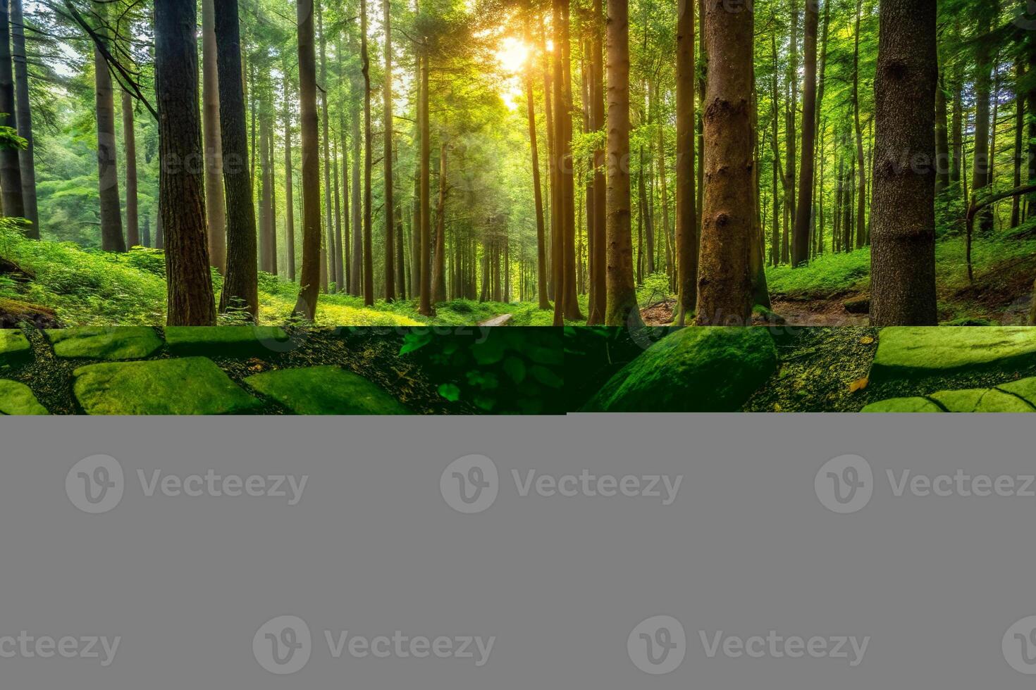Panoramic stone path in forest with stones photo