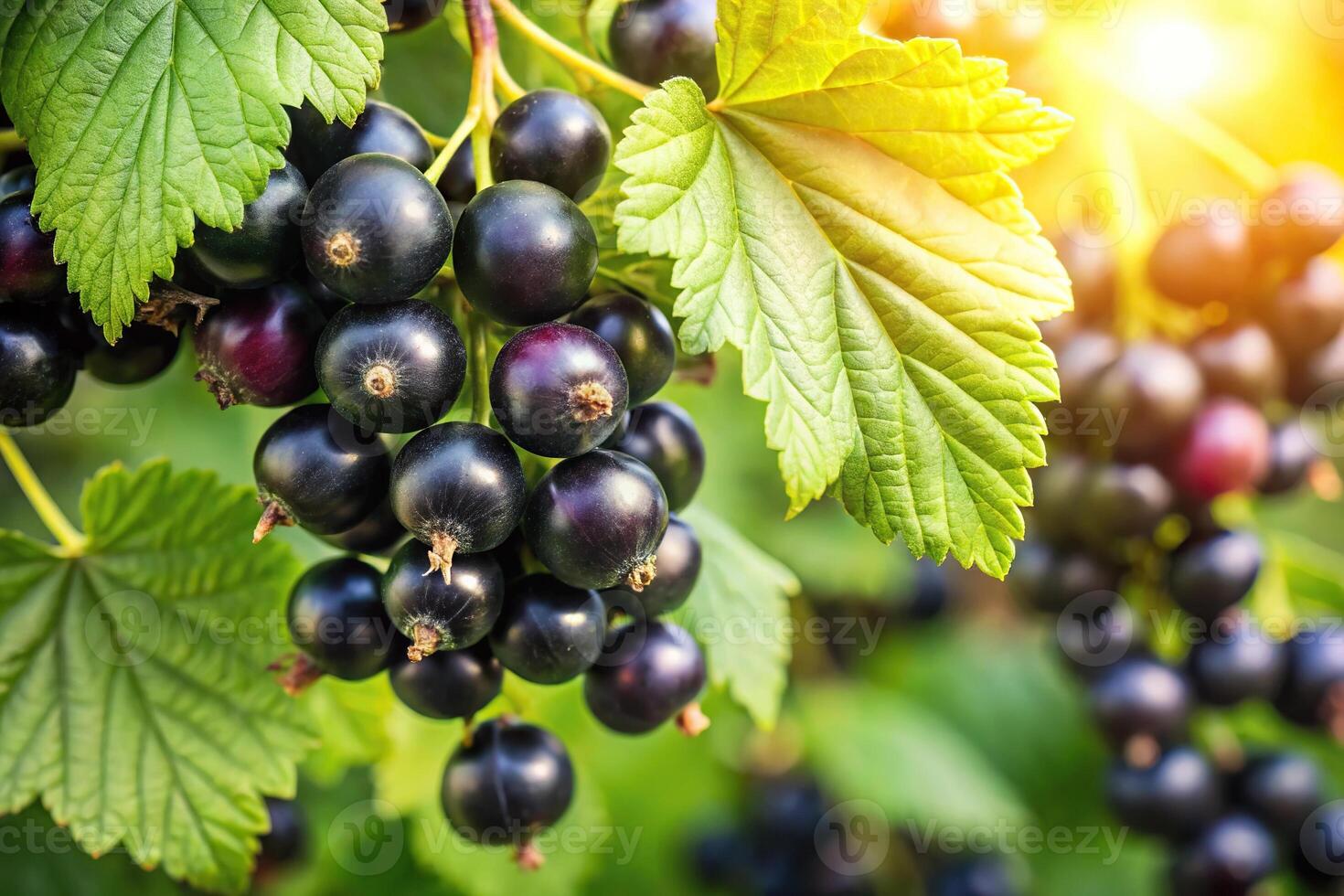 Photo of black currant berries on bush branch in garden from bird's eye view