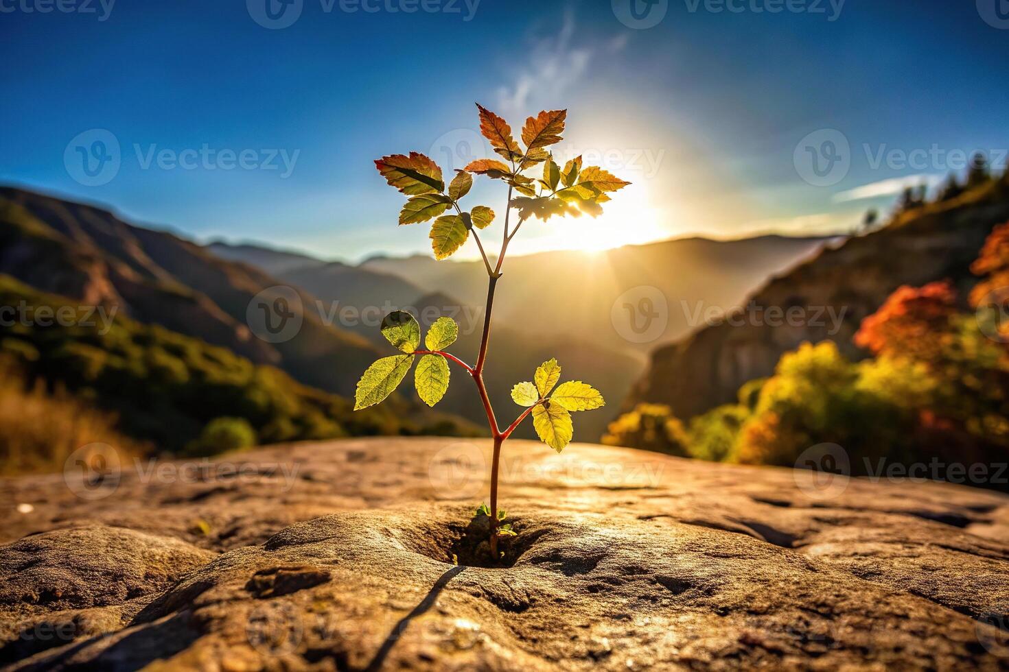 Photo of poison oak silhouette in California canyon