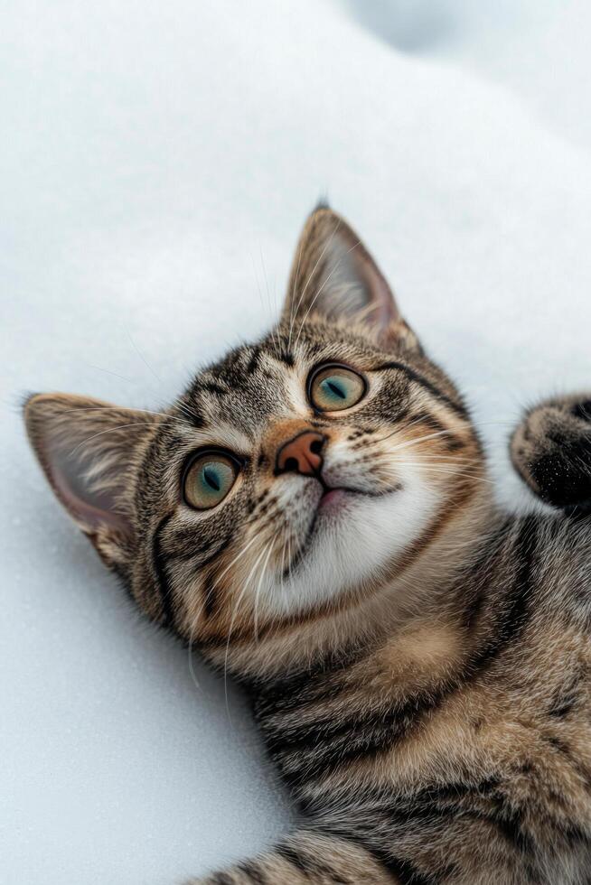 A playful tabby cat sprawled on its back, enjoying a relaxing moment in natural light photo