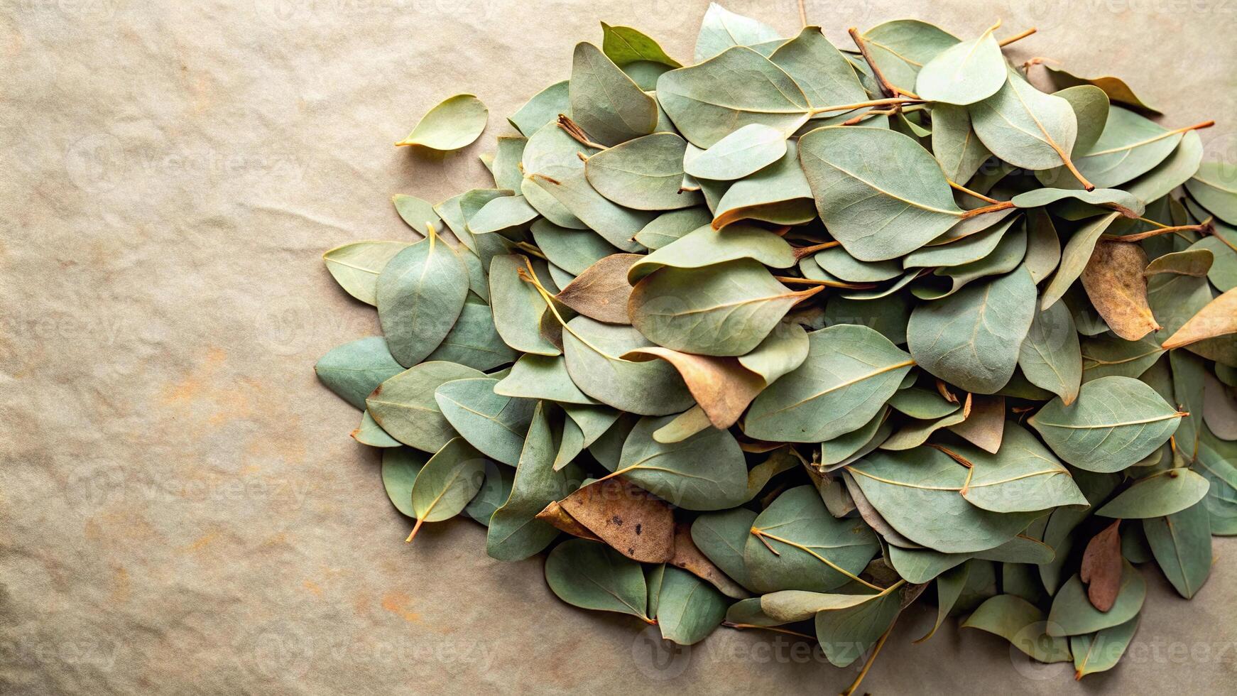 Pile of dried eucalyptus leaves isolated on paper background photo