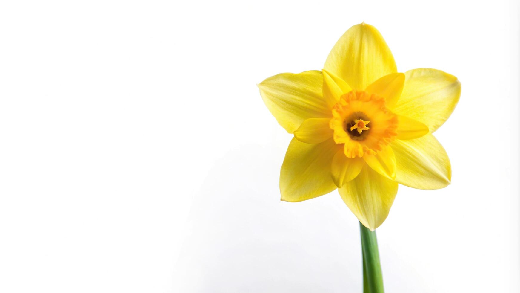 Reflected daffodil flower on white backdrop with copy space photo