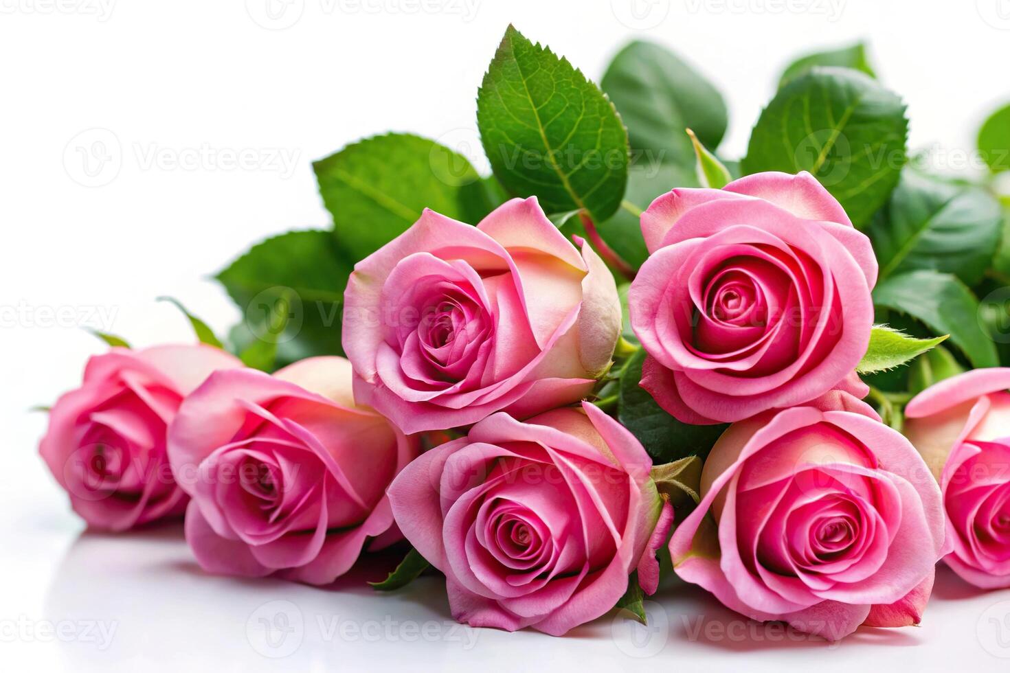 Pink roses with green leaves on a white background tilted angle photo