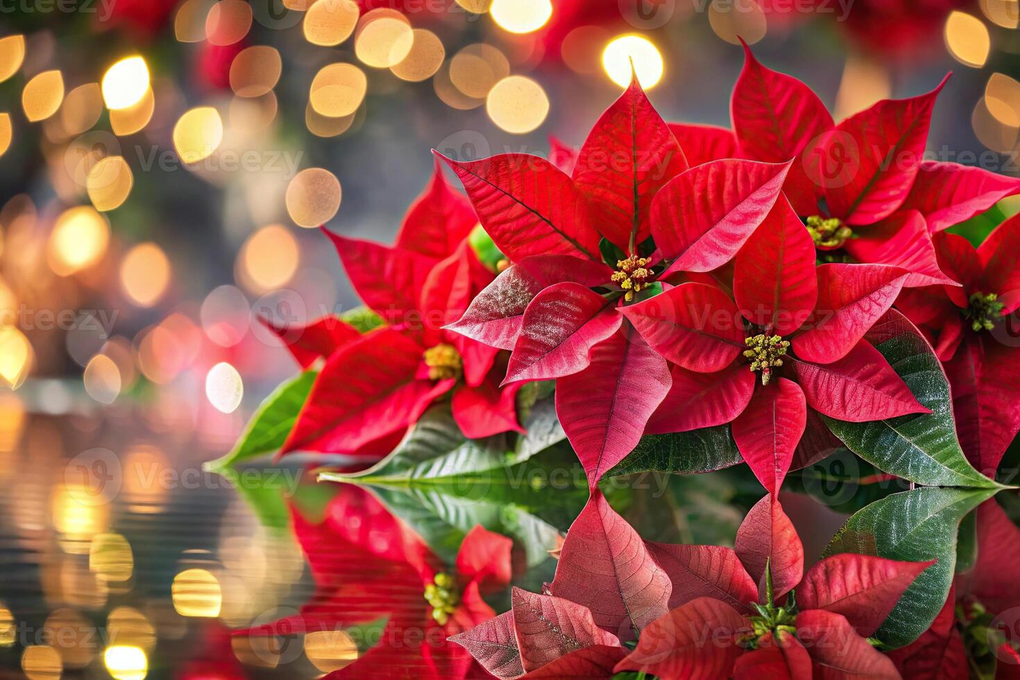 Red poinsettia flowers reflecting in Christmas decorations photo