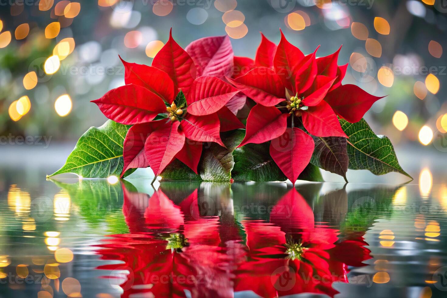 Red poinsettia flowers reflected in Christmas decorations photo