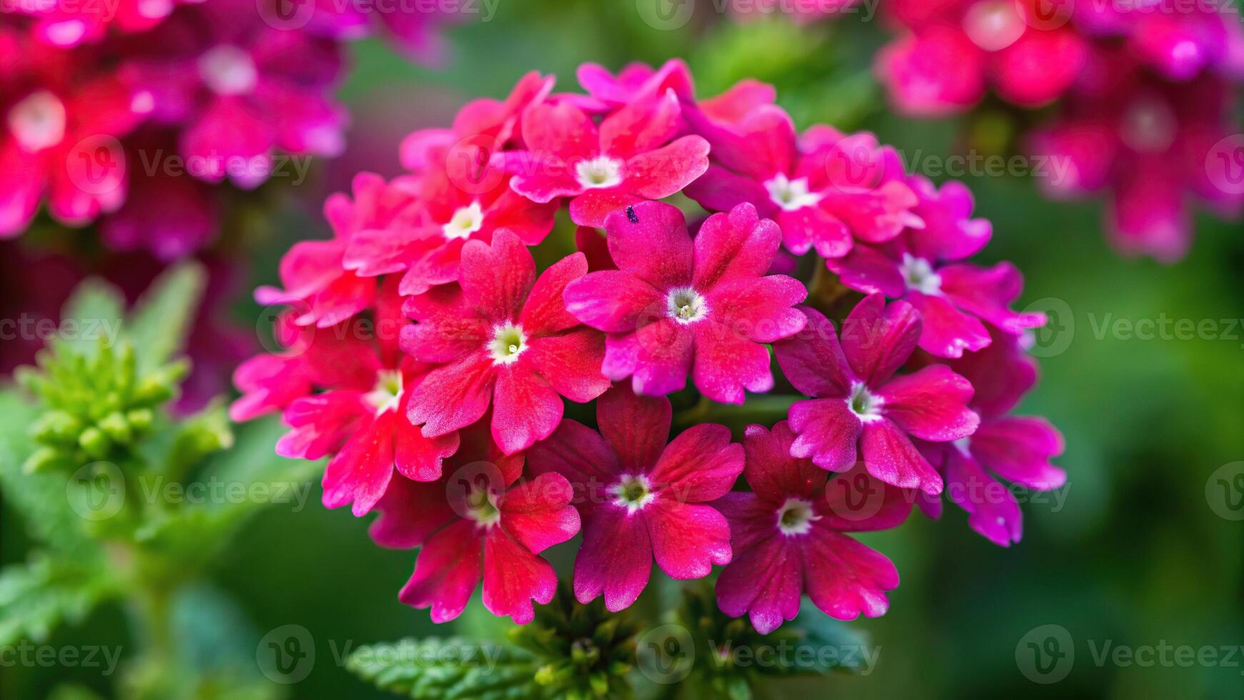 Pink velvet Verbena featuring showy clusters of red star shaped flowers photo