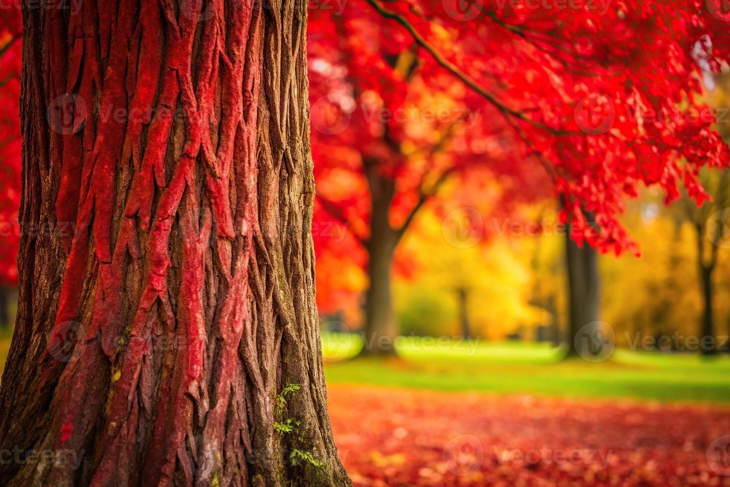 Panoramic view of red shoots against a plum trunk photo