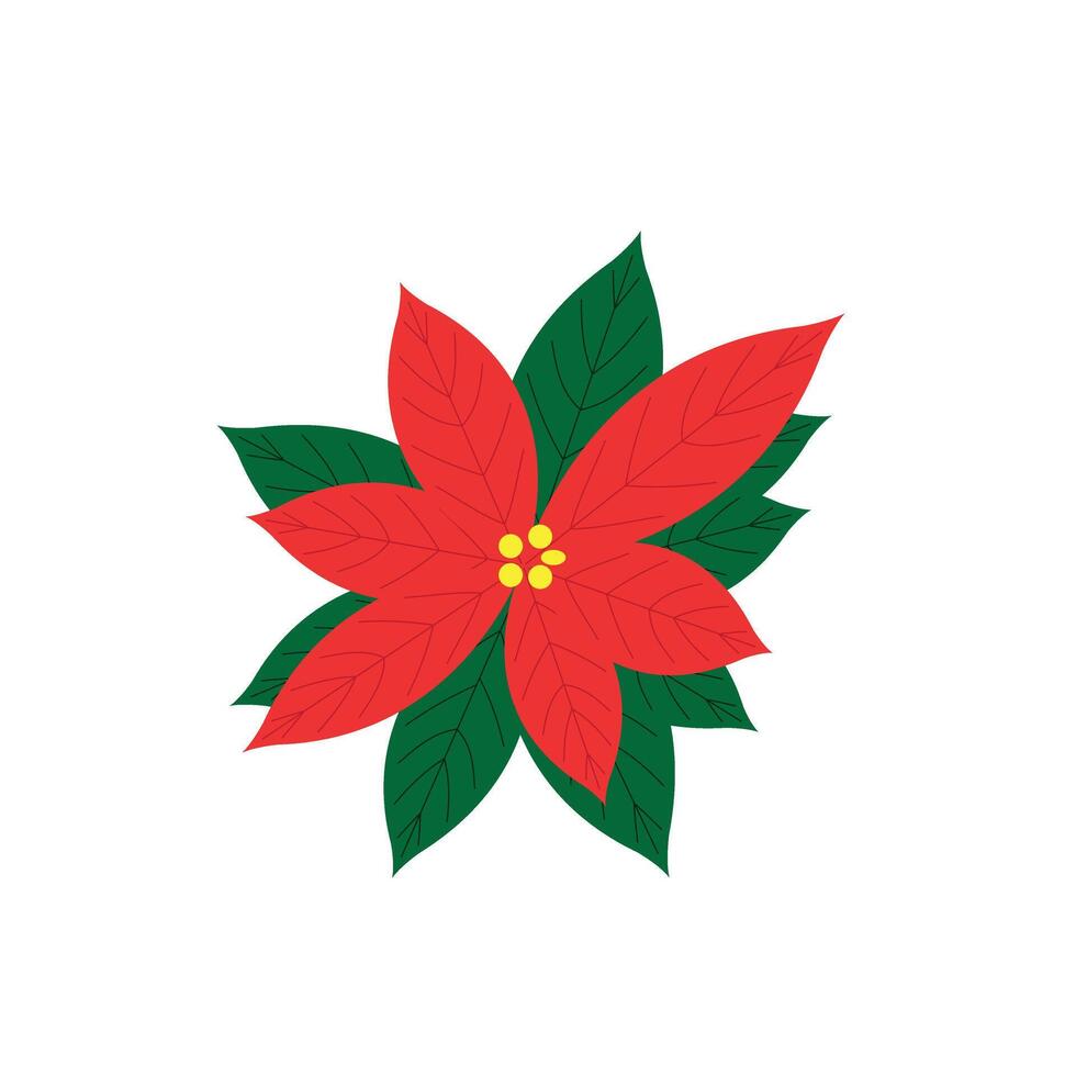 A simple poinsettia illustration vector