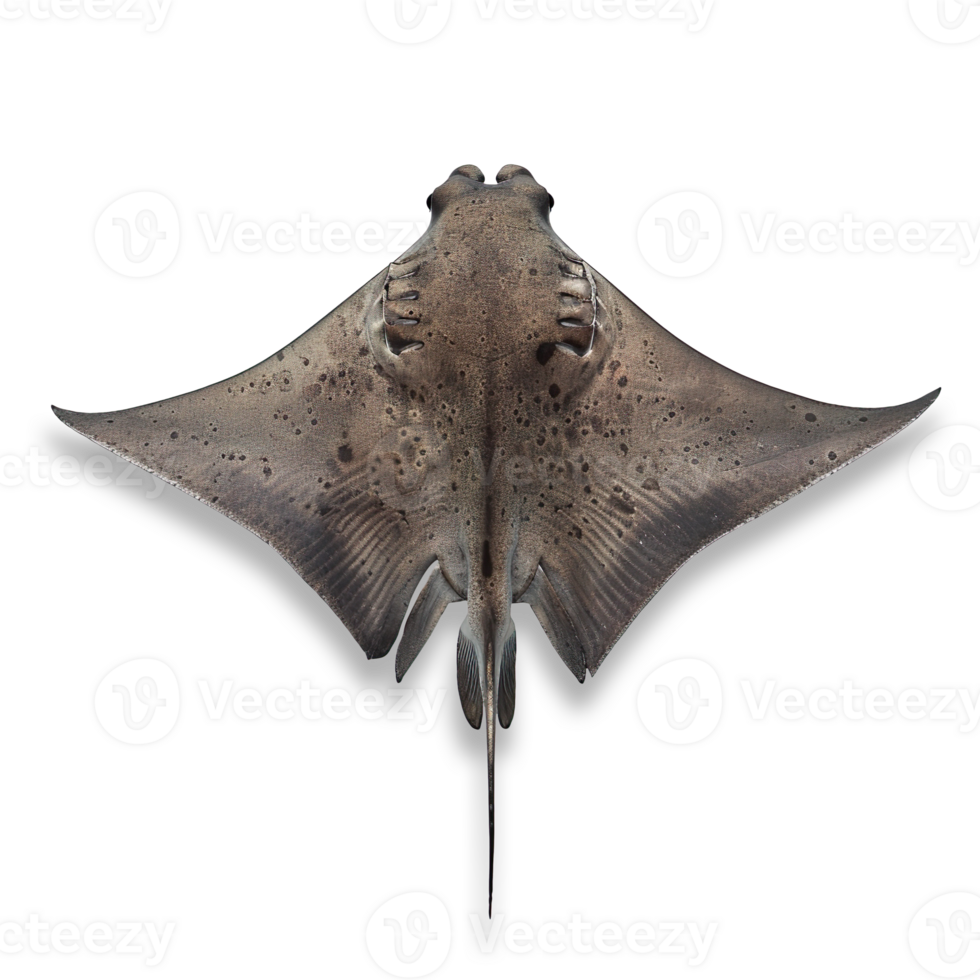 Top View of a Stingray png
