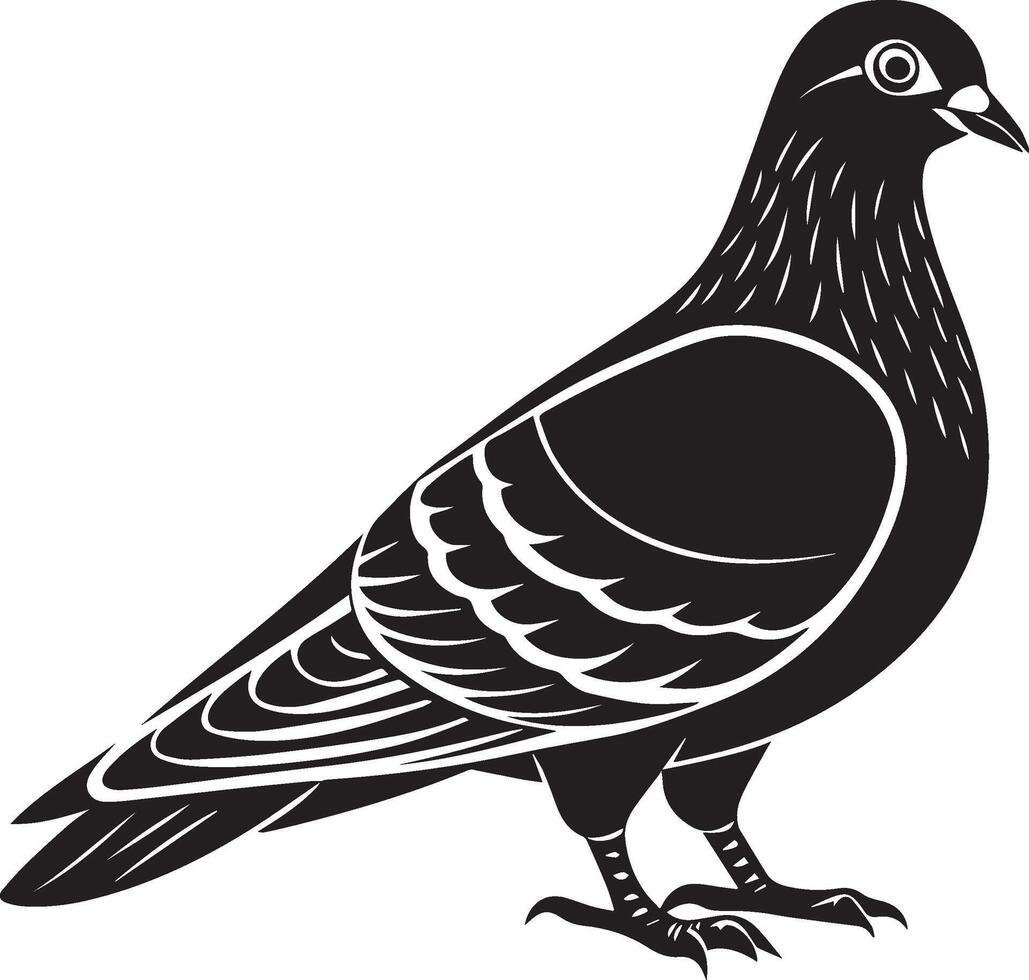 a black and white pigeon on a white background vector