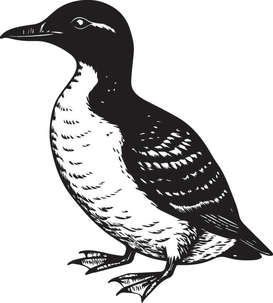 a black and white drawing of a loon vector