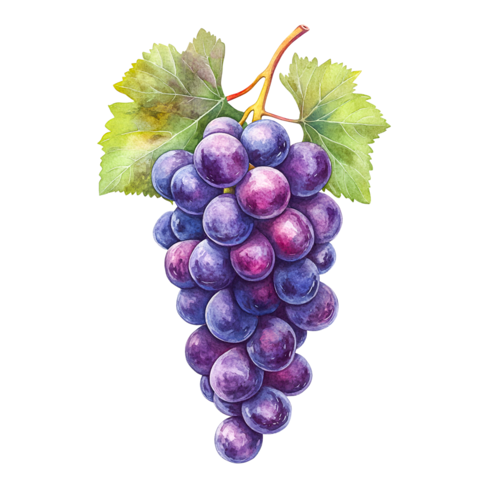 Vibrant Bunch of Purple Grapes on a Vine png