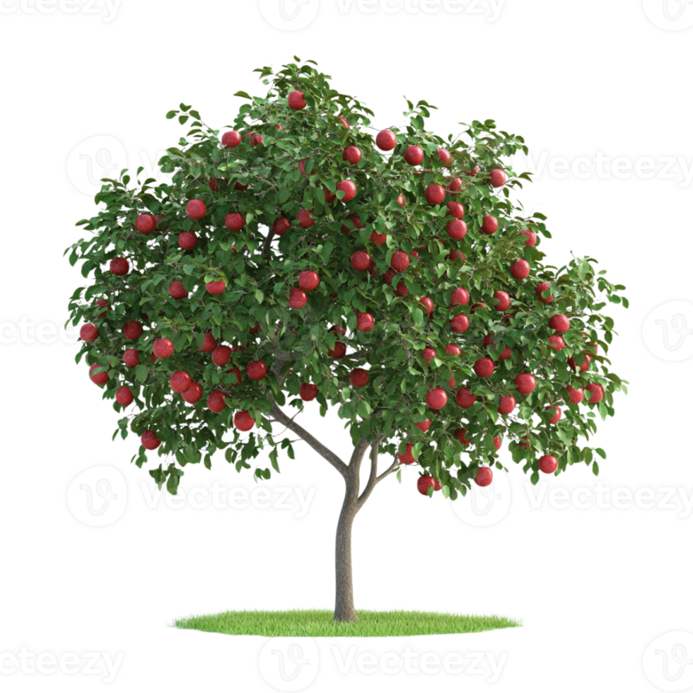 An apple tree with red apples on it png