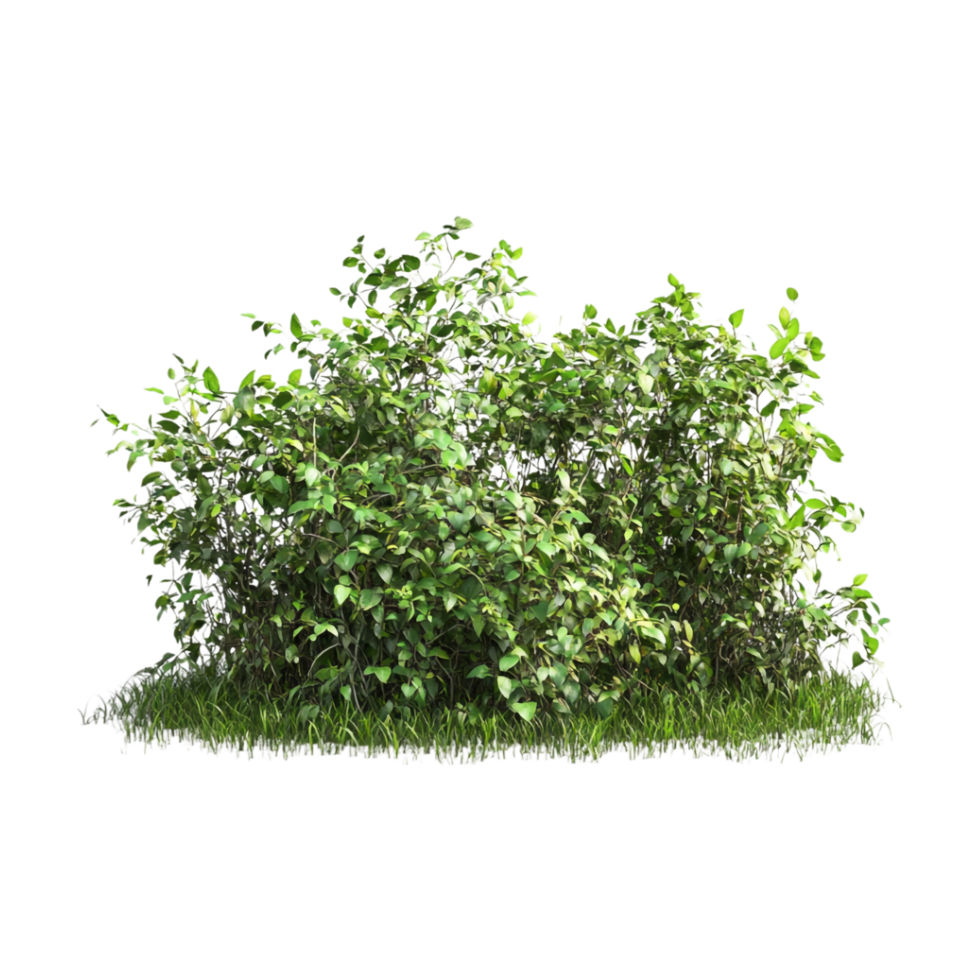 A bush with green leaves on it png