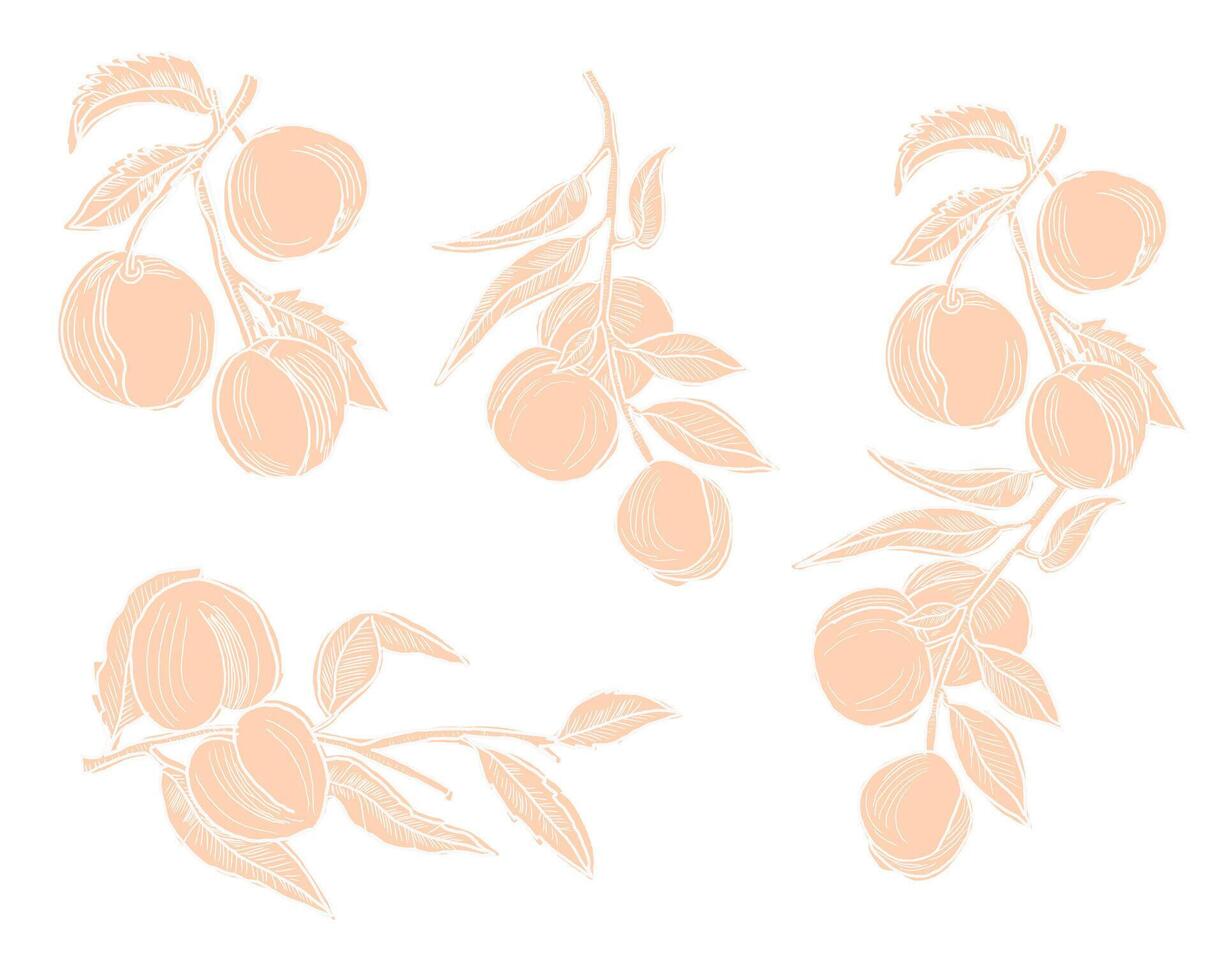 Hand Drawn Peach Fruit Set vector