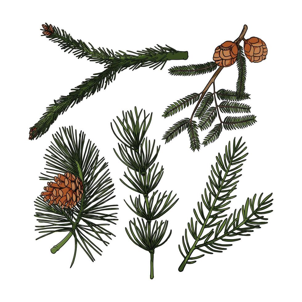 Pine Leaves easy to change and color vector
