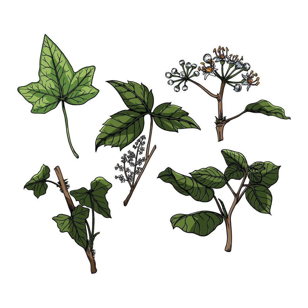 Leaves 3 easy to change and color vector