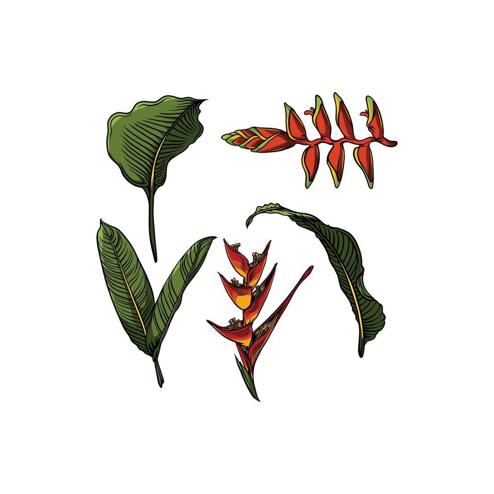 banana ornamental plants easy to change text and color vector
